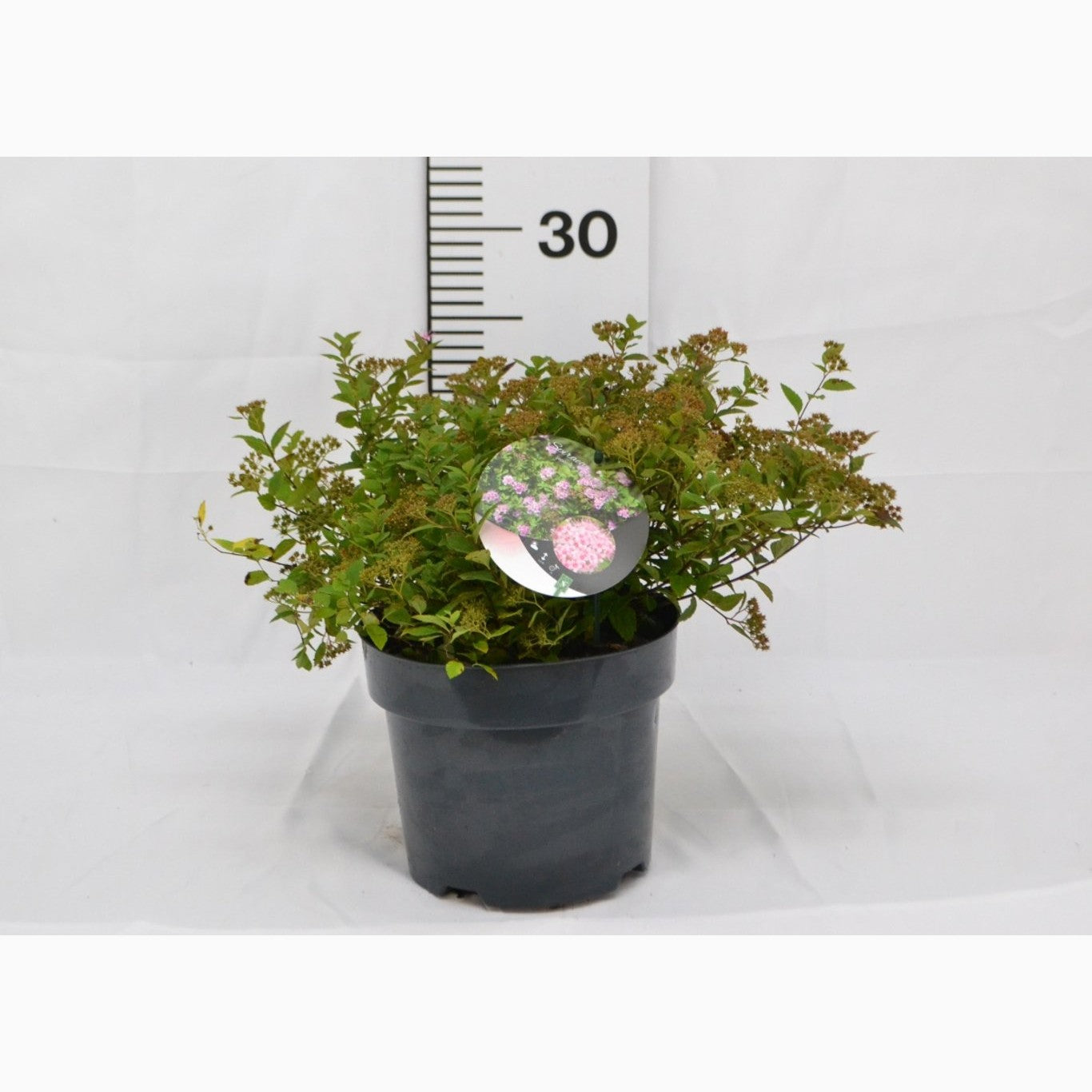 Praktspirea – Spiraea japonica 'Little Princess' - C3 20-40 CM